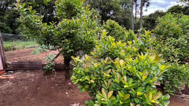 CHÁCARA TIJUCO PRETO 70.000  – 3